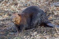 Il y aurait trop de castors au marais Réal-D.-Carbonneau de Sherbrooke